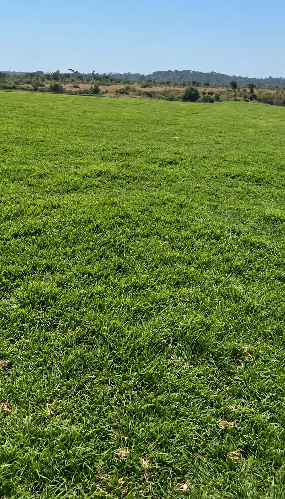Ekie Gardens lawn growing in the field